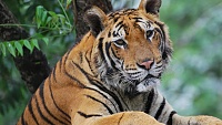 برای دیدن سایز بزرگ روی عکس کلیک کنید

نام: tiger-2.jpg
مشاهده: 20
حجم: 475.6 کیلو بایت