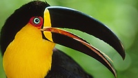 برای دیدن سایز بزرگ روی عکس کلیک کنید

نام: toucan.jpg
مشاهده: 24
حجم: 313.0 کیلو بایت