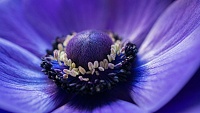 برای دیدن سایز بزرگ روی عکس کلیک کنید

نام: Anemone-blue-flower-macro-photography-Wallpaper.jpg
مشاهده: 77
حجم: 520.6 کیلو بایت