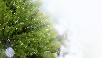 برای دیدن سایز بزرگ روی عکس کلیک کنید

نام: christmas_tree_snow_needles_thread_73618_3840x2160.jpg
مشاهده: 11
حجم: 2.04 مگابایت