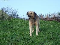 برای دیدن سایز بزرگ روی عکس کلیک کنید

نام: A Beautifull Dog By Yaser Aramesh.jpg
مشاهده: 14
حجم: 95.9 کیلو بایت