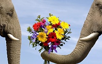 برای دیدن سایز بزرگ روی عکس کلیک کنید

نام: elephant_flowers_bouquet_73138_2560x1600.jpg
مشاهده: 147
حجم: 1.36 مگابایت