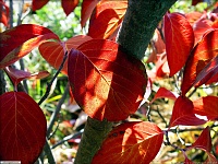 برای دیدن سایز بزرگ روی عکس کلیک کنید

نام: Doostiha.IR - Beautiful Autumn Wallpapers (23).jpg
مشاهده: 7
حجم: 1.10 مگابایت
