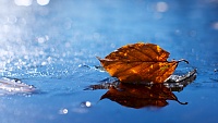 برای دیدن سایز بزرگ روی عکس کلیک کنید

نام: leaf_autumn_fallen_dry_water_liquid_49979_3840x2160.jpg
مشاهده: 7
حجم: 1.96 مگابایت